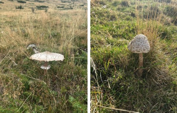 🍄‍🟫 C’est parti pour la saison des Champignons !