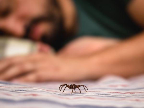 Comment atténuer les effets des piqûres d'araignée